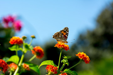 Close Up of Orange Butterfly Eating Pollen from a Flower