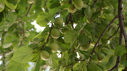 fresh green plums, large amounts of plums on the tree, 
