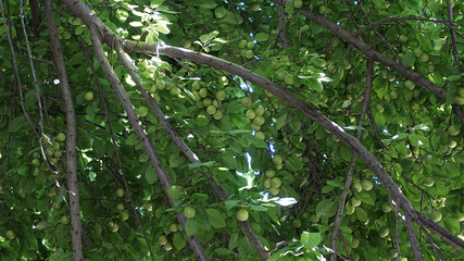 fresh plums, plum on tree,