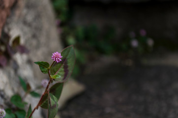 pequeña flor morada con fondo de piedra