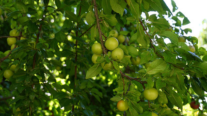 fresh green plums, large amounts of plums on the tree, 
