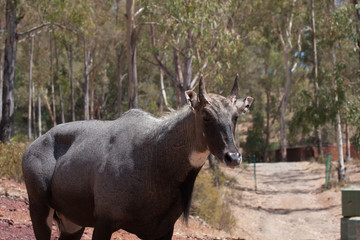 Fototapeta premium Close view of nilgai in herd, in the mountains, next to the rocks and in a natural environment. Macro of animals, hot habitat. Nilgai related to the pack. Nature animals
