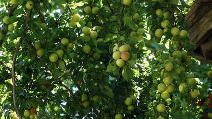 fresh plums, plum on tree,