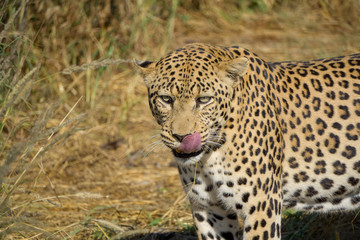 Fototapeta na wymiar Leopard in Namibia im Gras