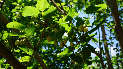 mulberry tree, fresh white mulberry, 