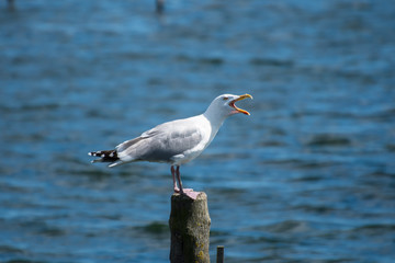 A seagull siting on a piece of wood