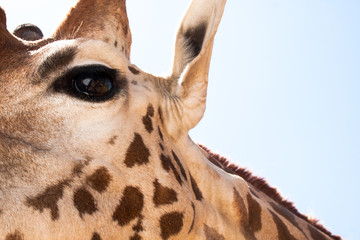 Giraffe on a safari, seen closely, with a natural and warm background. With the clear sky and blue background. Hot habitat. Giraffes related to each other. Harmless giraffes, wanting to receive food.