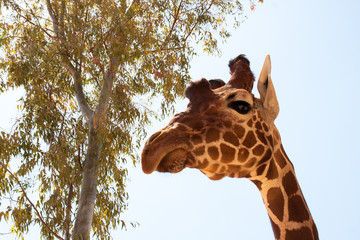 Giraffe on a safari, seen closely, with a natural and warm background. With the clear sky and blue background. Hot habitat. Giraffes related to each other. Harmless giraffes, wanting to receive food.