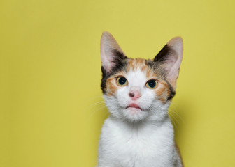 Portrait of an adorable calico kitten with tongue sticking out looking directly at viewer. Mustard...