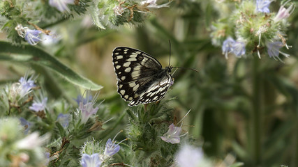 black butterflies on flowers, close-up,