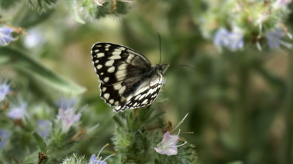 black butterflies on flowers, close-up,