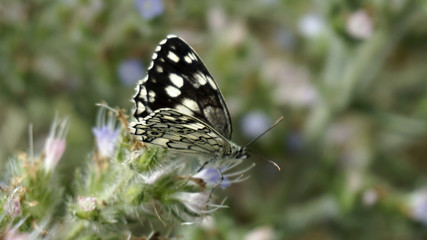 standing butterflies on flowers, black butterflies in natural life,