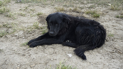 black stray dog lying on the floor