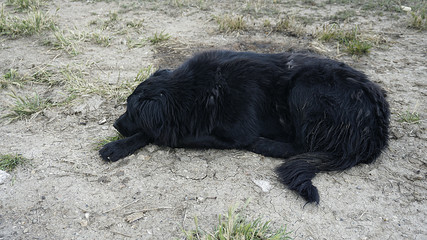 black stray dog lying on the floor