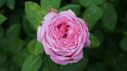 the most beautiful pink roses,