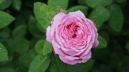 the most beautiful pink roses,