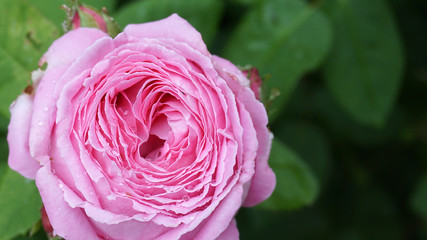 the most beautiful pink roses,