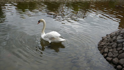white swans floating in the pond