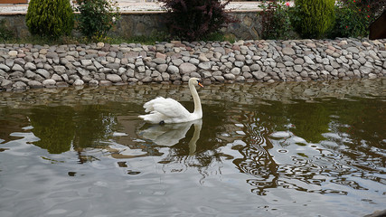 white swans floating in the lake in the park,