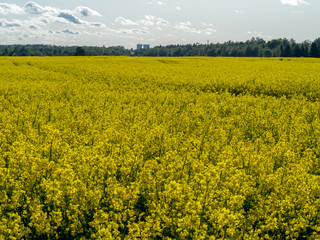 yellow rape field 