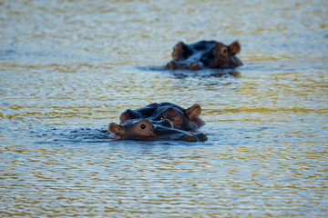 Flusspferde in Namibia