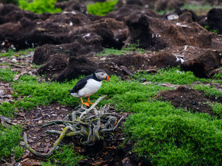 Atlantic Puffin Standing on the Nesting Site on the Cliff