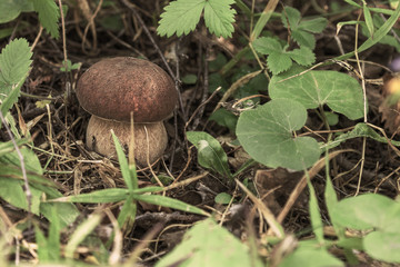 Little white mushroom in the summer forest