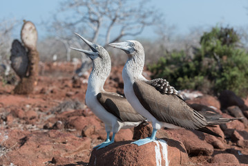Two blue footed booby, North Seymour, Galapagos Island, Ecuador, South America.