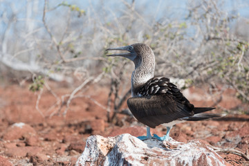 A blue footed booby on North Seymour, Galapagos Island, Ecuador, South America.