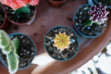 Yellow succulent