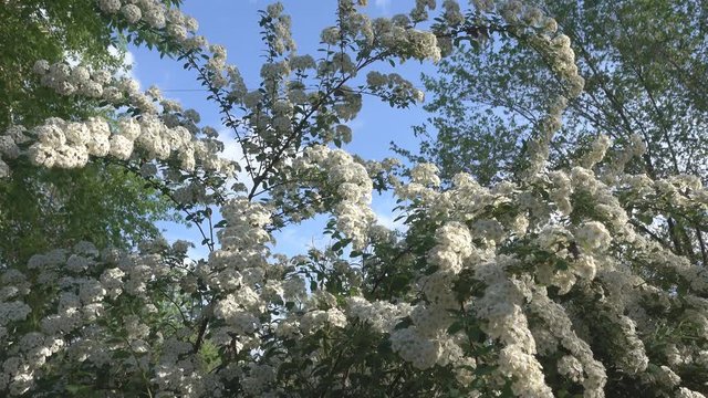 Meadow sweet Spiraea cantoniensis (Lanciata) is ornamental plant with branches-lashes and large white flowers in large inflorescences