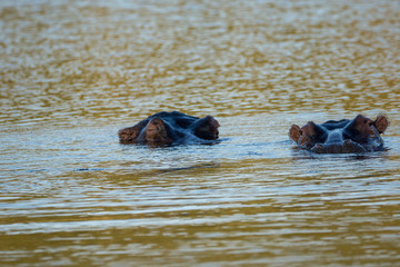 Fototapeta premium Flusspferde in Namibia