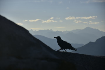 Dramatic silhouette of raven on the top of the peak around Banff Gondola in the Rocky Mountains, Banff National Park, Alberta, Canada.