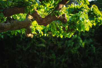 Background of fresh green leaves.  Green leaves pattern background, Natural background and wallpaper