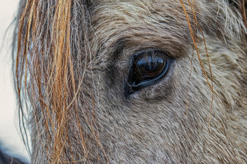 Icelandic Horses were bred specifically for the climate in Iceland