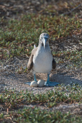 Blue footed booby on nest with egg, North Seymour, Galapagos Islands, Ecuador.