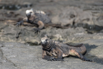 Two marine Iguana sunbathing at Puerto Egas (Egas Port) on Santiago Island, Galapagos, Ecuador, South America.