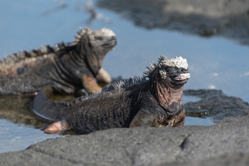 Two marine Iguana sunbathing in the water at Puerto Egas (Egas Port) on Santiago Island, Galapagos, Ecuador, South America.