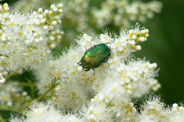 Cetonia aurata: green beetle on a white flowers