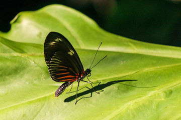 beautiful little butterfly with brightly coloured wings on green leaf.