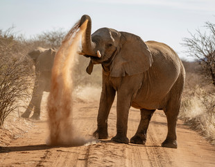 Obraz na płótnie Canvas Elephant throws dirt onto its back in order thwart parasites