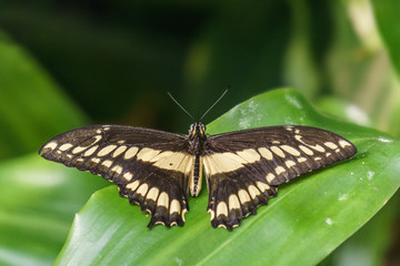 beautiful little butterfly with brightly coloured wings on green leaf.