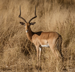 An adult male impala looks around in Namibia