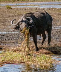 Cape buffalo eats hippo grass from a marsh in Namibia