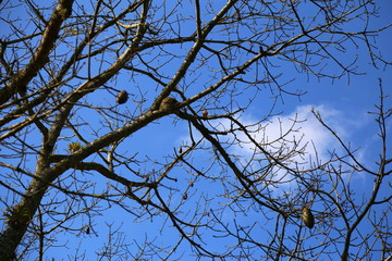 Several dry branches against the blue sky. At the background withe cloud in the sunny sky