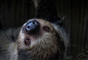 sloth profile upside down  © Spartaneyes