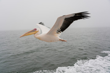 Fototapeta na wymiar Great White Pelicans in flight in Namibia