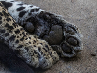 close up leopard paws 