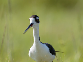 Black-necked Stilt 