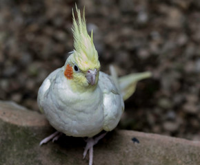 portrait of a parakeet bird